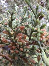 Hesperocyparis lusitanica image